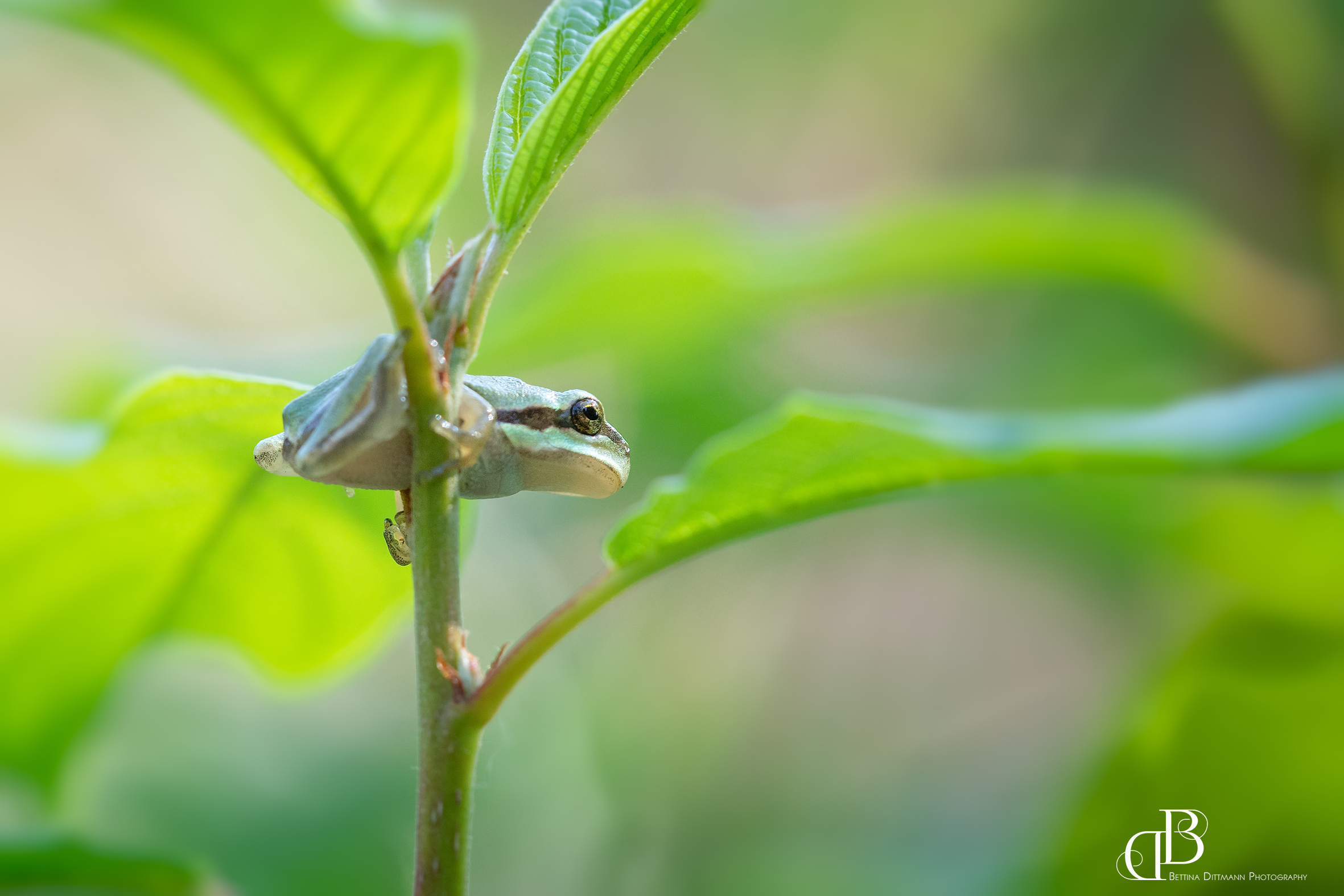 Laubfrosch_2 Wiederansiedlungsprojekt Laubfrosch