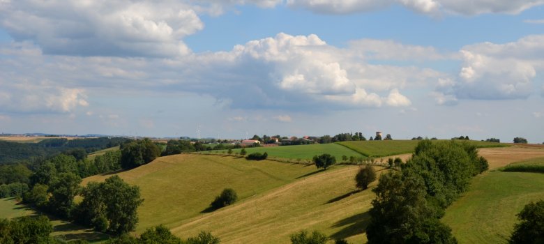 Foto Windschutzhecke