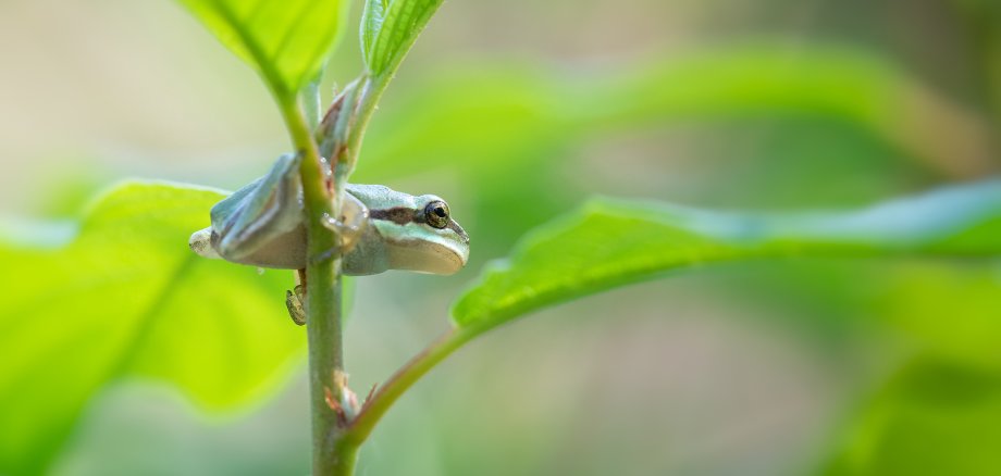 Grüner Laubfrosch auf einem grünen Stängel mit davon abgehenden Blättern.