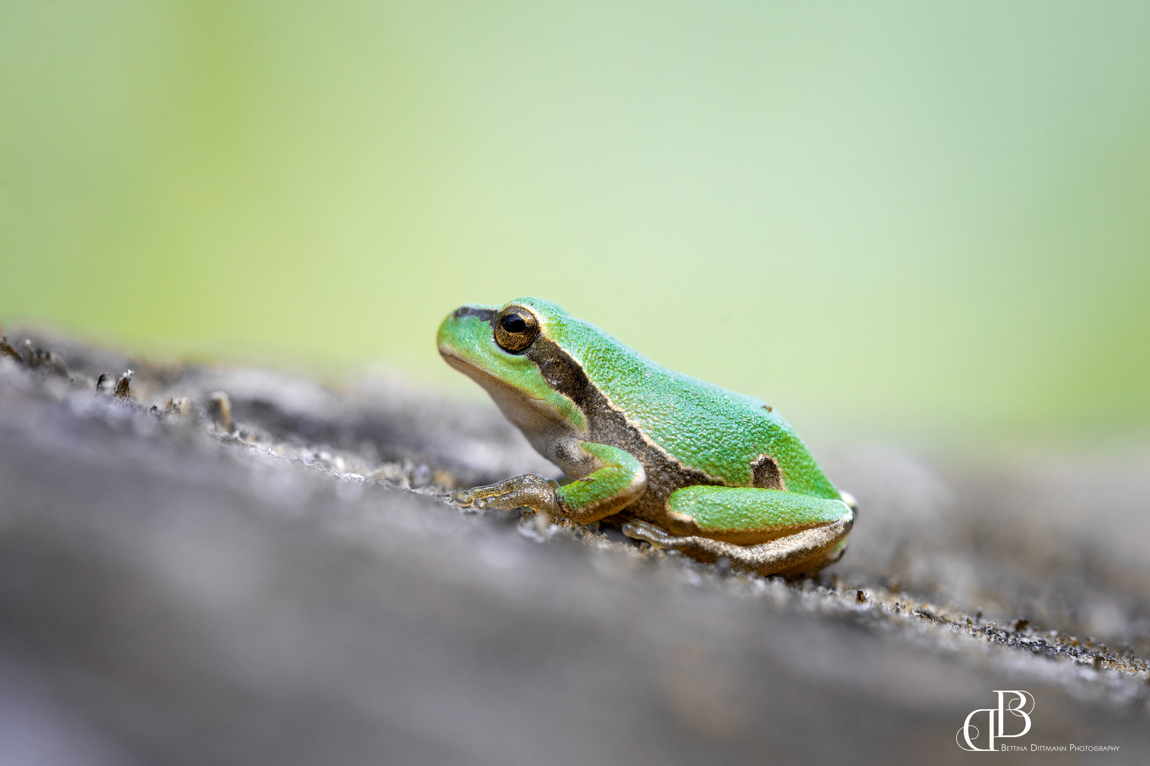 Grüner Laubfrosch vor einem verschwommenen Hintergrund. 