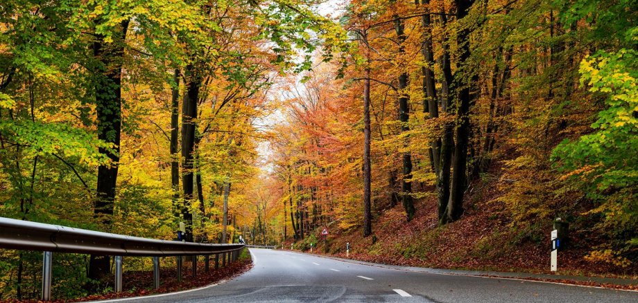 Straße in einem herbstlich verfärbten Wald.