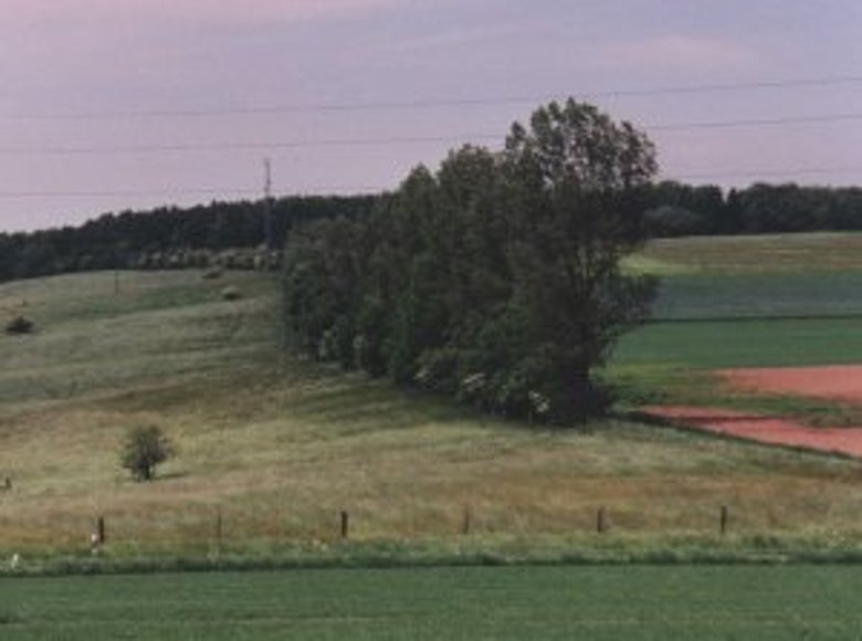 Foto Windschutzhecke