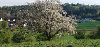 Zu sehen ist ein Strauch mit weißen Blüten. Im Hintergrund befindet sich Häuser und eine grüne Wiese.