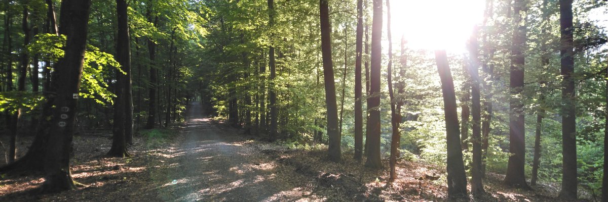 Rathaus Bruchmühlbach-Miesau