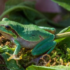 kleiner grasgrüner Frosch auf Blättern