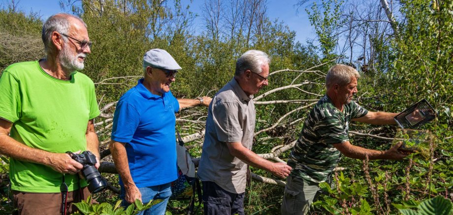 Aussetzung Laubfrösche 2026 von links nach rechts: Herr König Naturschutzgruppe Moorklee, erster Beigeordneter der Verbandsgemeinde Bruchmühlbach-Miesau Herr Schneider, Prof. Dr. Bernd und Züchter Ihrig bei der Aussetzung der Laubfrösche