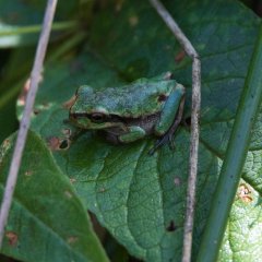 ein kleiner grasgrüner Laubfrosch sitzt in einer Brombeerhecke