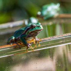 ein kleiner grasgrüner Laubfrosch sitzt auf dem Rand einer transparenten Plastikbox, bereit in die Freiheit zu springen